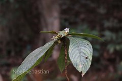 Rhynchotechum permolle